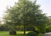 Quercus palustris.jpg