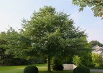 Quercus Palustris Sumpfeiche.jpg