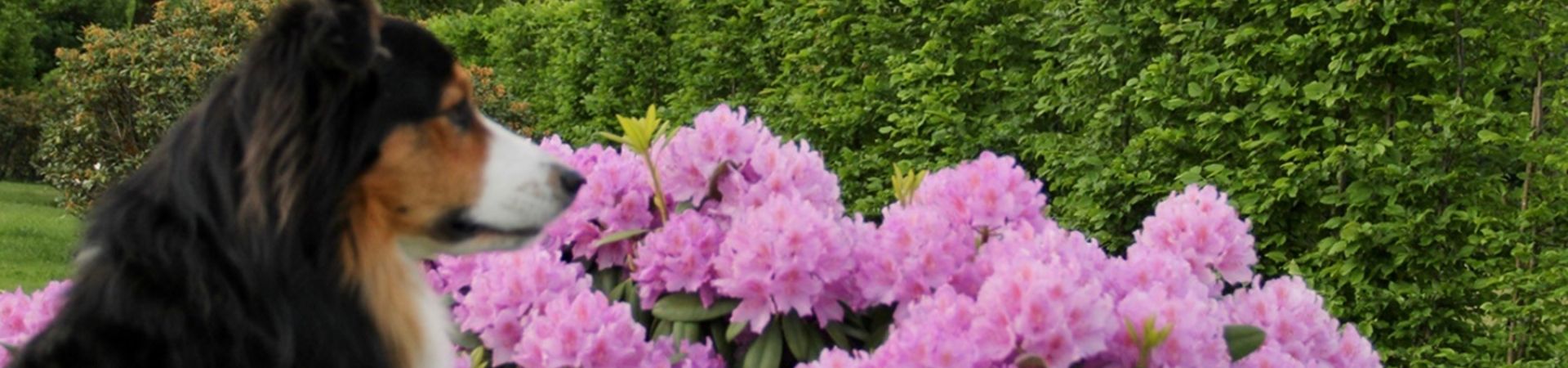 Rhododendron flieder.jpg